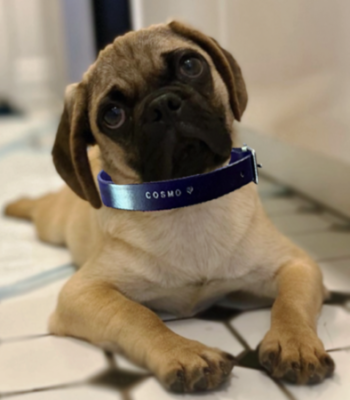 Custom Dog Collar